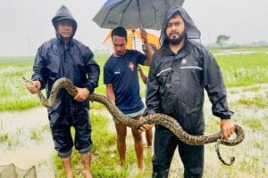 শ্রীমঙ্গলে মাছ ধরার জালে ধরা পড়ল অজগর
