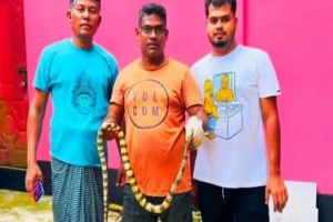 শ্রীমঙ্গলে শঙ্খিনী সাপ উদ্ধার