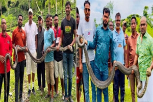 শ্রীমঙ্গল ও কমলগঞ্জে পৃথক দুটি স্থান থেকে ২টি অজগর উদ্ধার