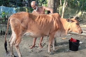ছাতকে দিনদুপুরে পিকআপে করে গাভী চুরি, সন্ধান চায় মালিক