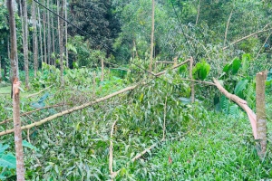 কুলাউড়ায় রাতের আঁধারে দু’শতাধিক গাছ কেটে ফেললো দুর্বৃত্তরা