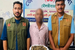 মৌলভীবাজারে গাঁজাসহ মাদক কারবারি গ্রেফতার